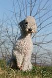 BEDLINGTON TERRIER 119